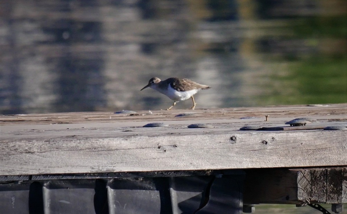 Spotted Sandpiper - Angela Kenny
