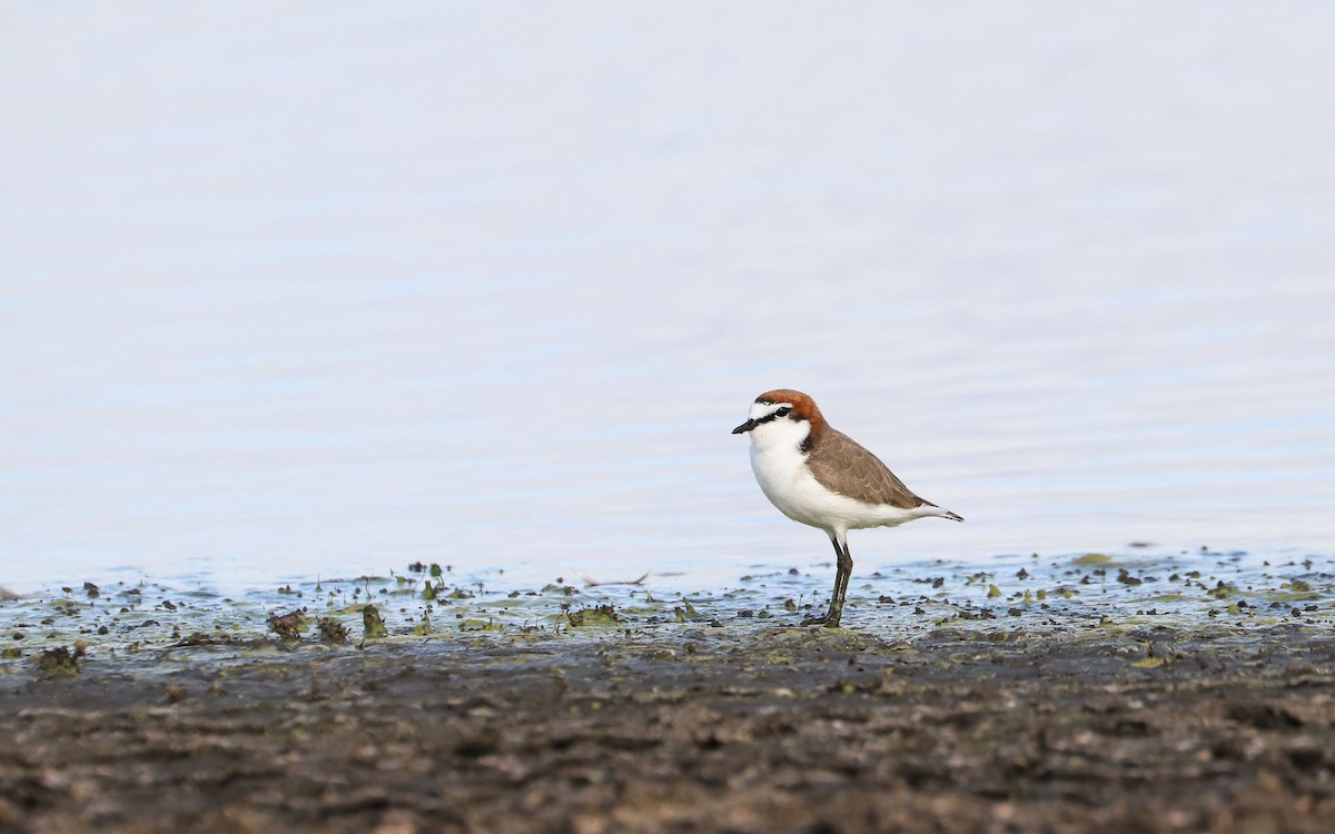 Red-capped Plover - Ged Tranter