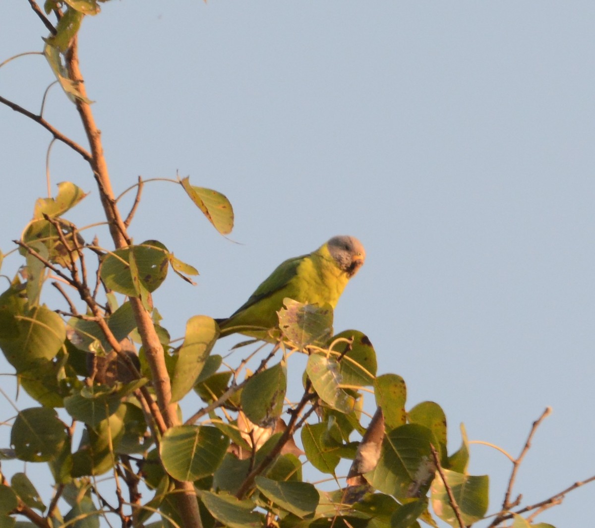 Plum-headed Parakeet - ML86381551