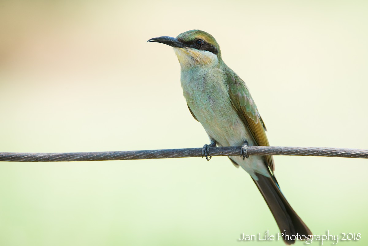 Rainbow Bee-eater - Jan Lile