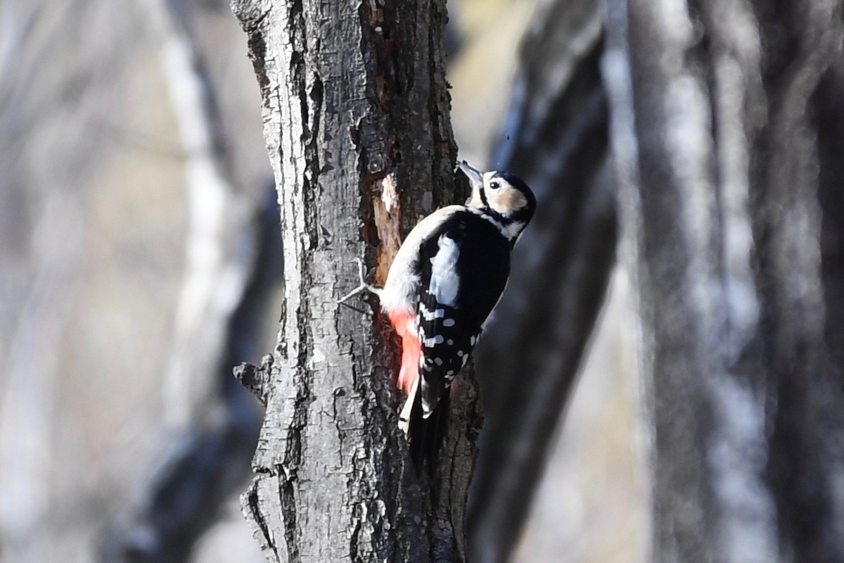 Great Spotted Woodpecker - ML86382551