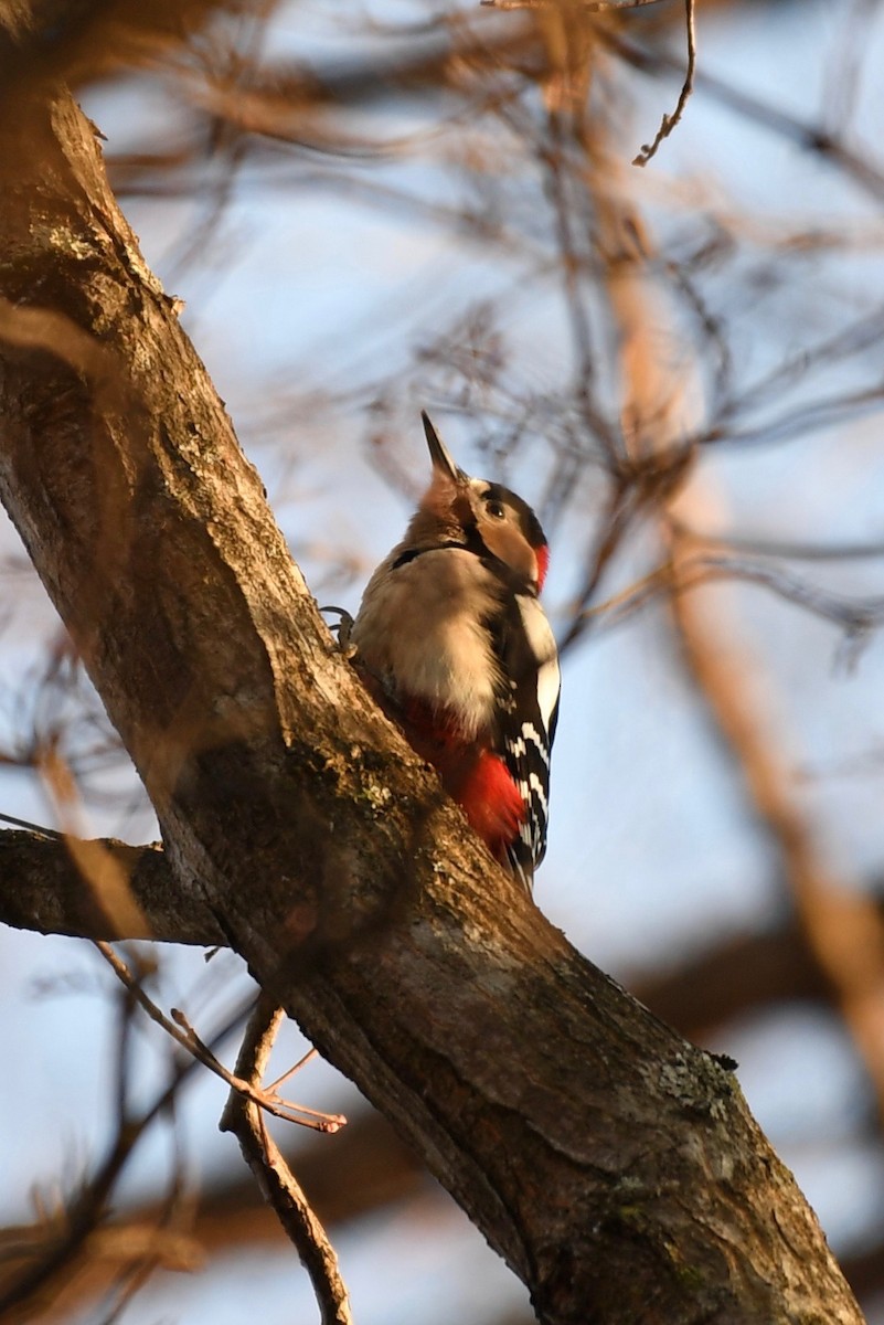 Great Spotted Woodpecker - ML86382581