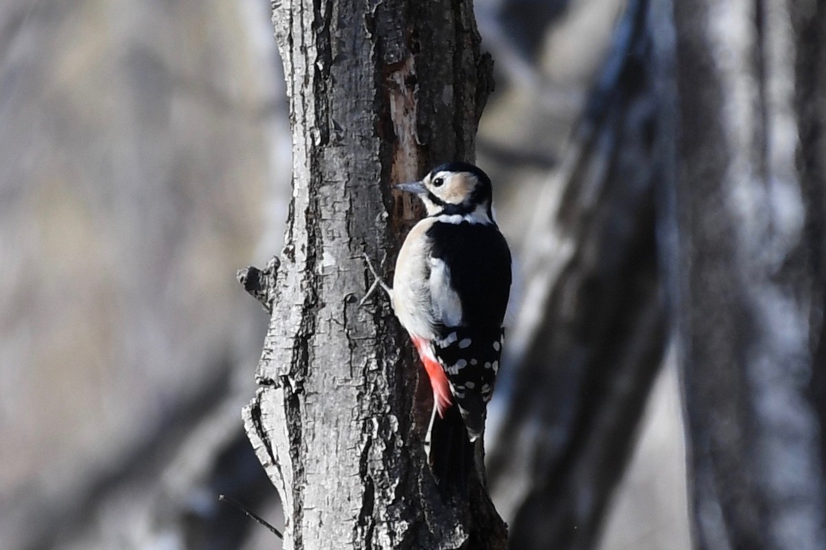 Great Spotted Woodpecker - Yasuhiko Komatsu