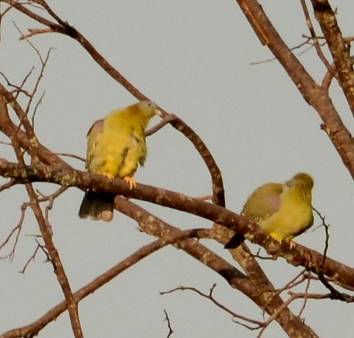 Yellow-footed Green-Pigeon - ML86382681