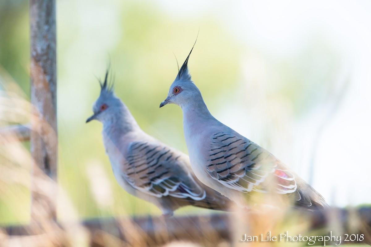 Crested Pigeon - ML86382771