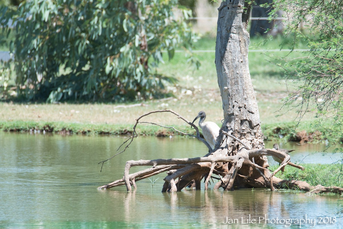Australian Ibis - Jan Lile