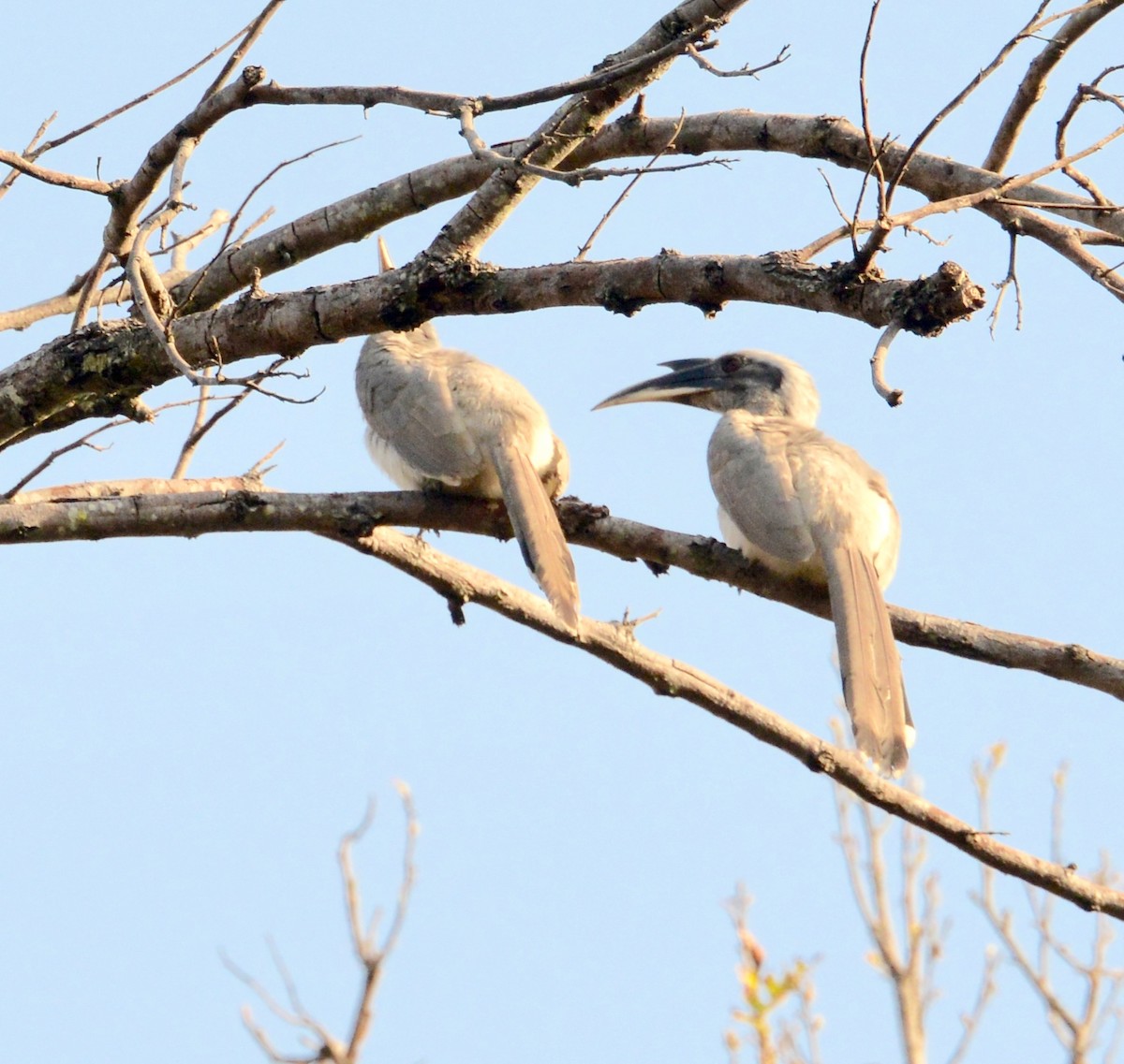 Indian Gray Hornbill - Neil Wingert