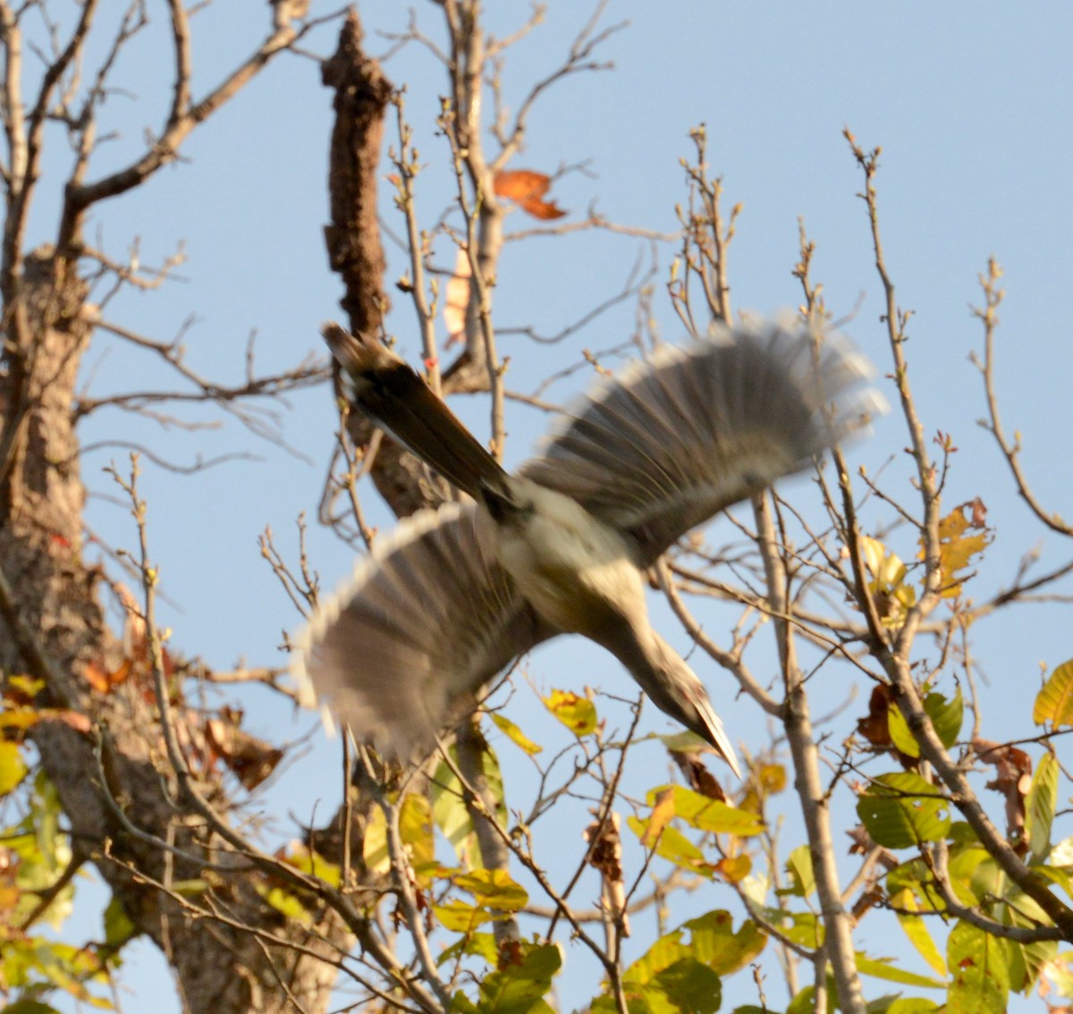 Indian Gray Hornbill - ML86383931