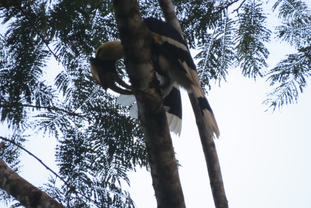 Great Hornbill - eero salo-oja