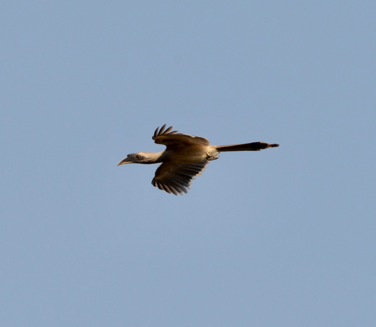 Indian Gray Hornbill - ML86384601