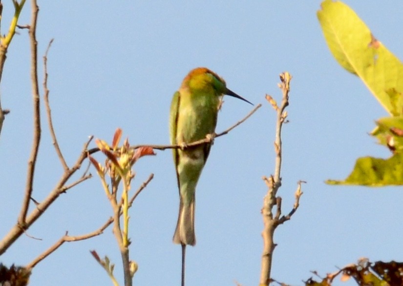 Asian Green Bee-eater - ML86386611