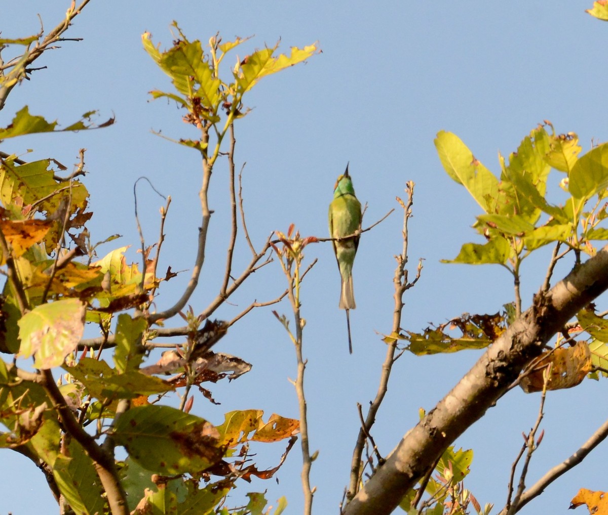 Asian Green Bee-eater - ML86386631