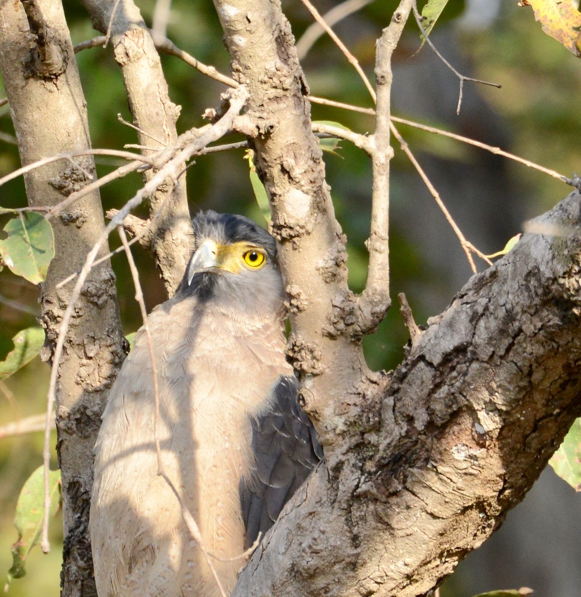 Crested Serpent-Eagle - ML86386761