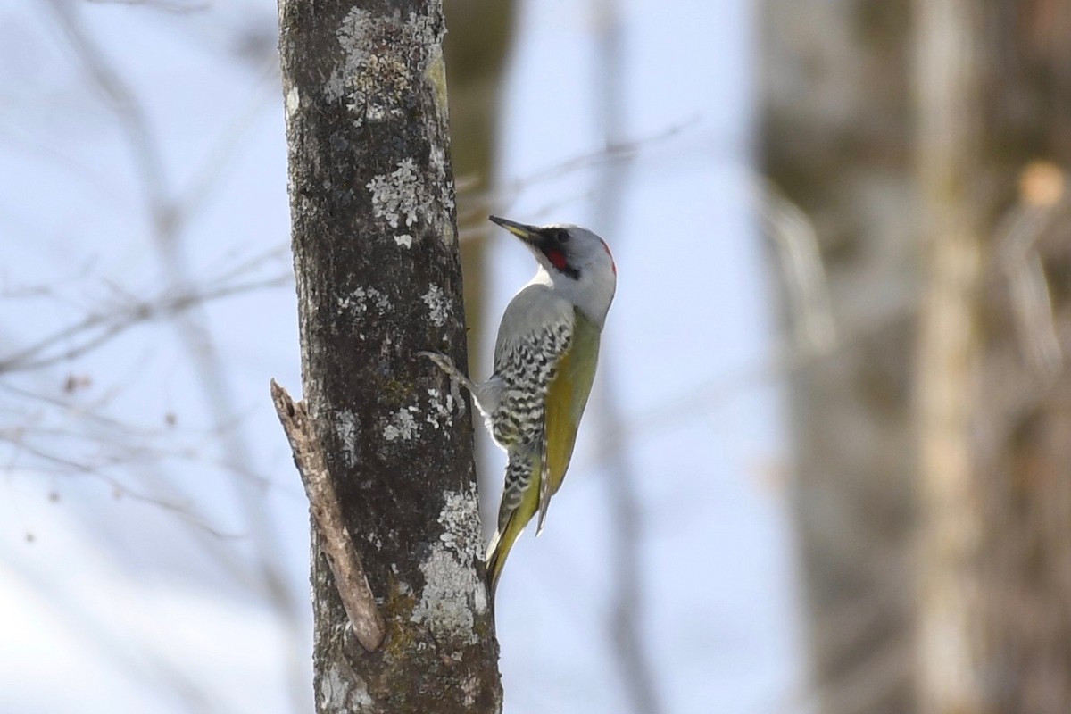 Japanese Woodpecker - Yasuhiko Komatsu