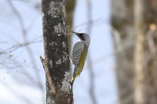  - Japanese Woodpecker