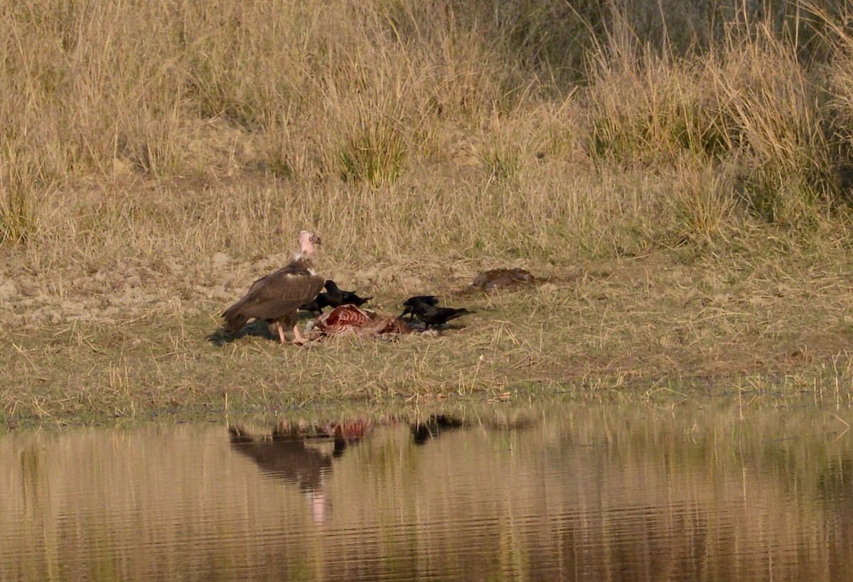 Red-headed Vulture - ML86387241
