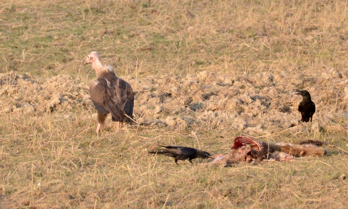 Red-headed Vulture - Neil Wingert