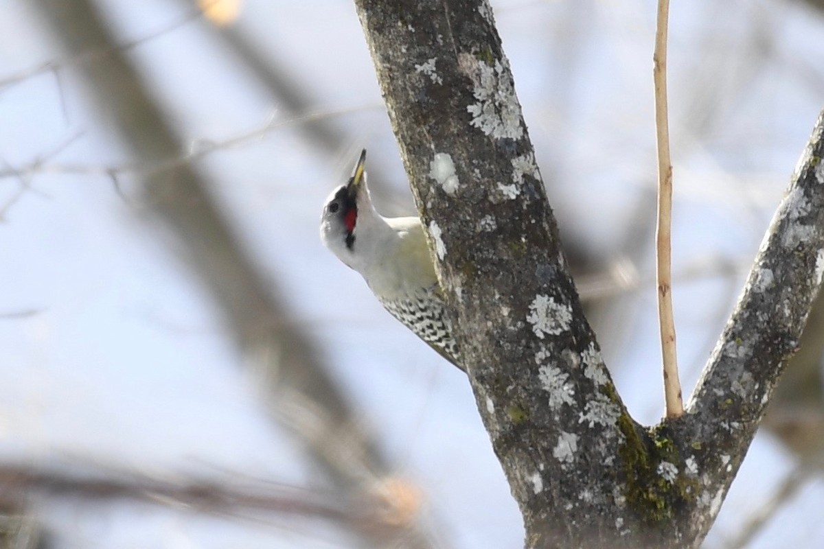 Japanese Woodpecker - ML86387441