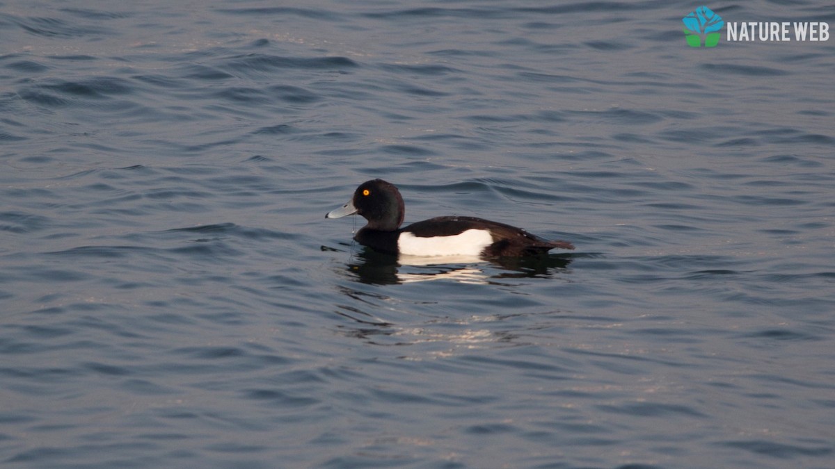 Tufted Duck - ML86389971