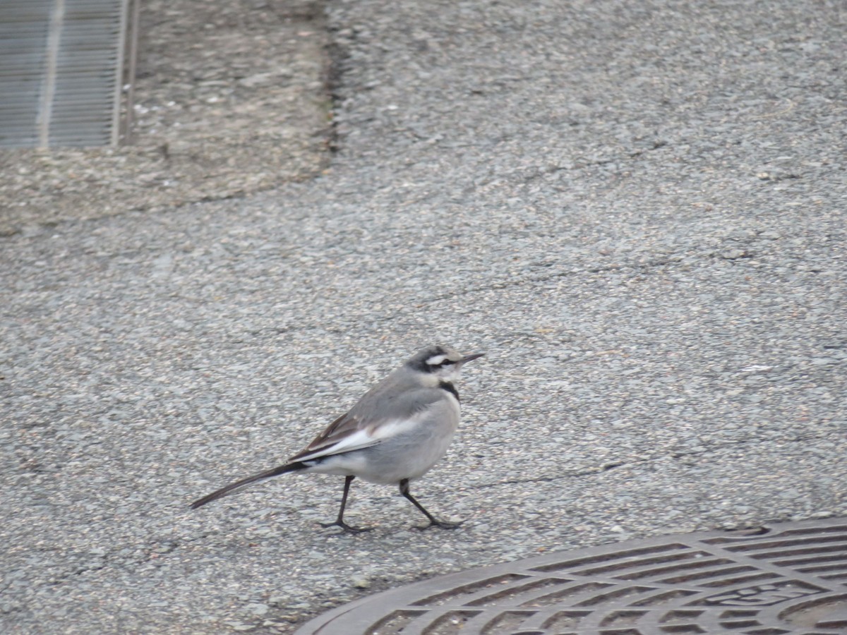 White Wagtail (Black-backed) - ML86390411