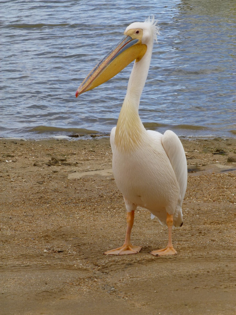 Great White Pelican - Shelley Altman