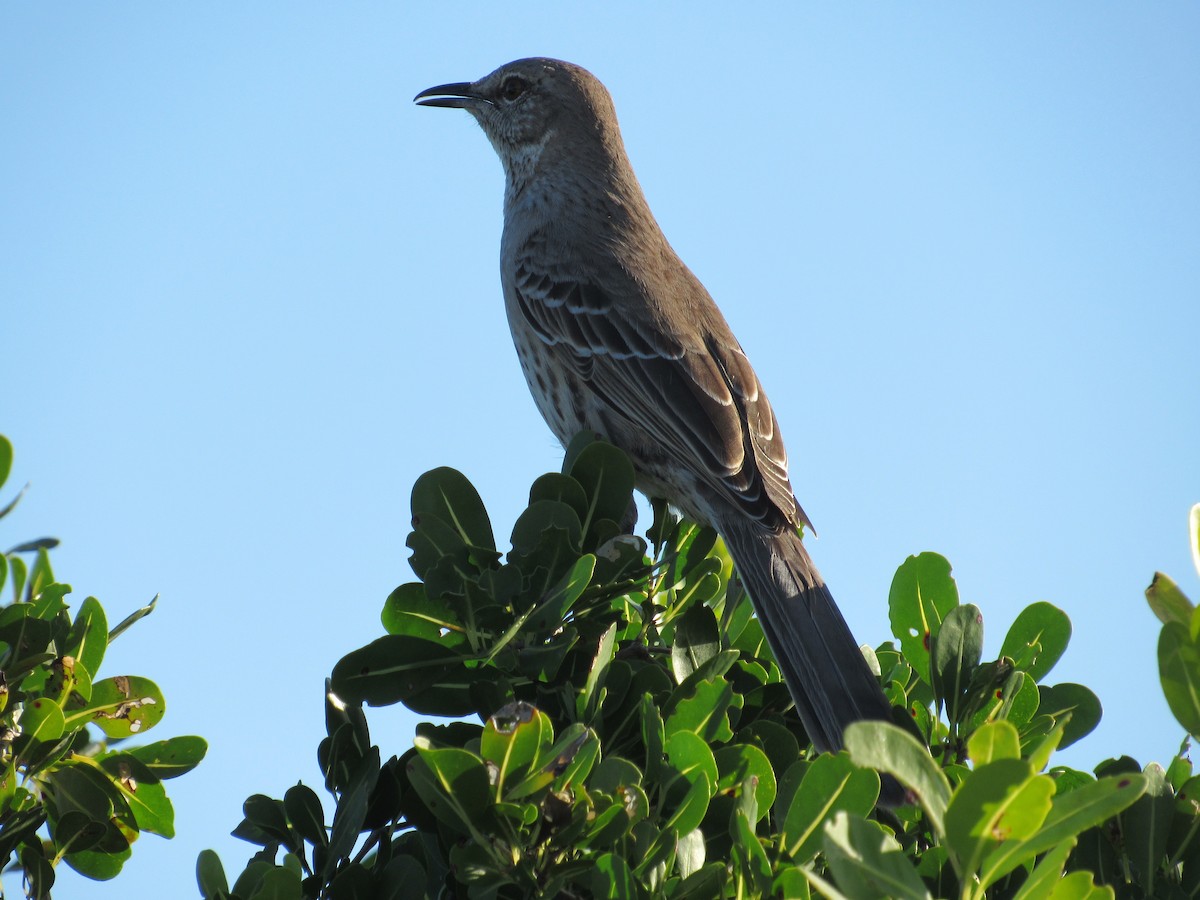 Bahama Mockingbird - Vivian F. Moultrie