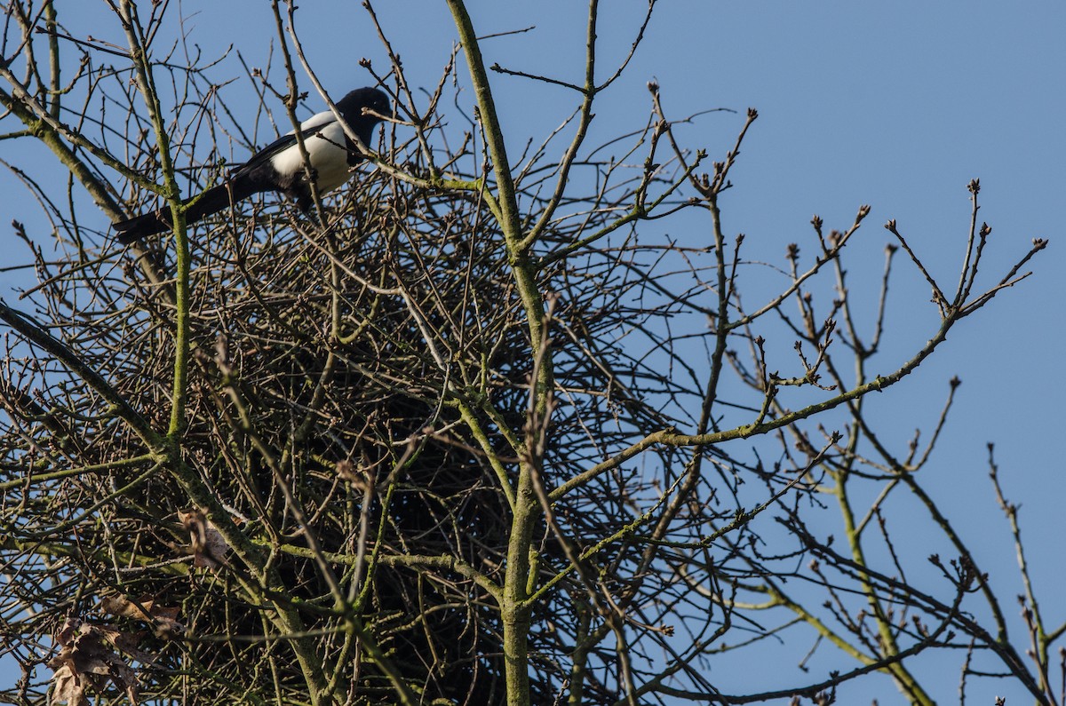 Eurasian Magpie - Antoon De Vylder