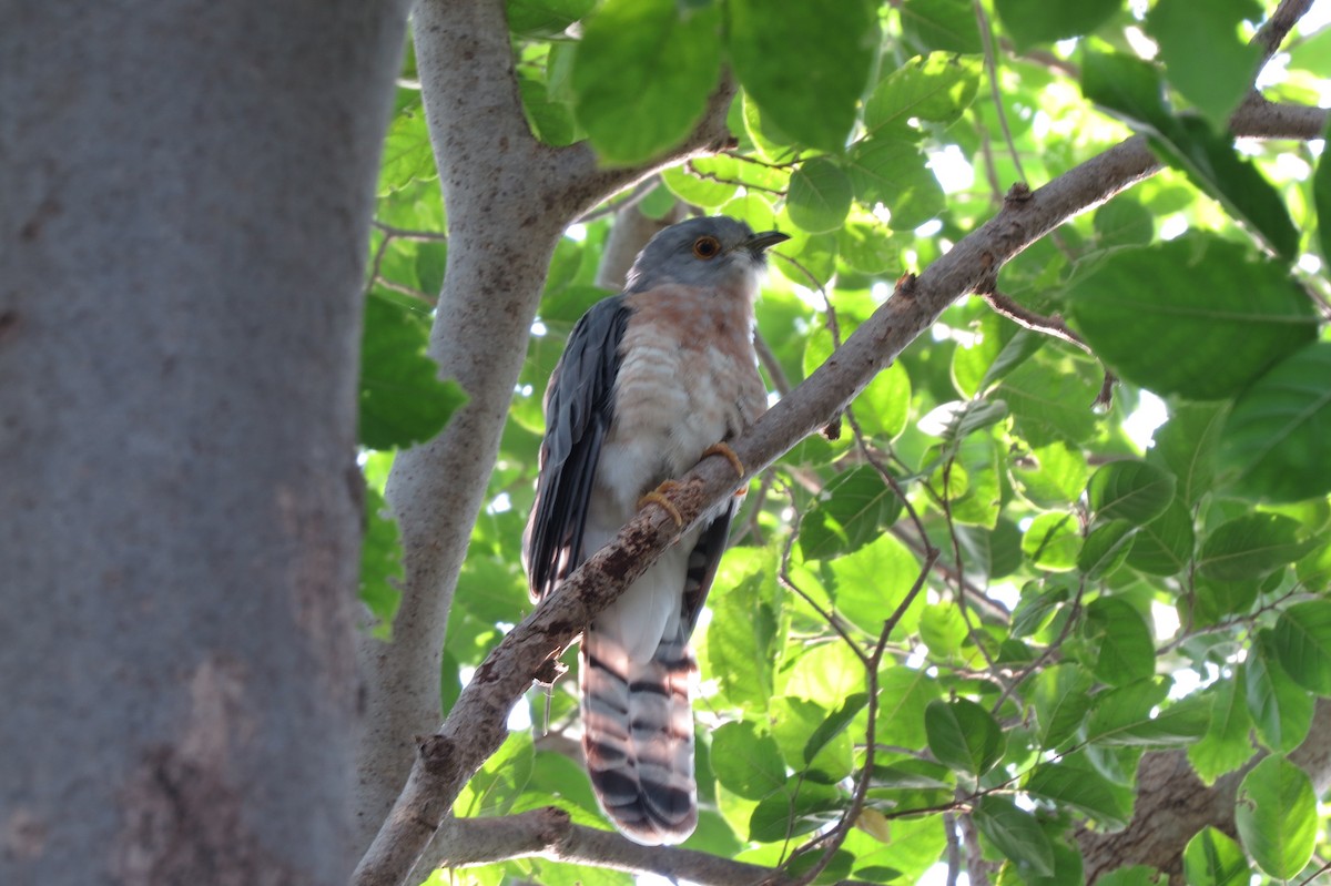 Common Hawk-Cuckoo - Jaideep Krishnan