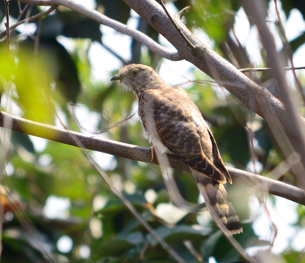 Common Hawk-Cuckoo - Janardhan Uppada