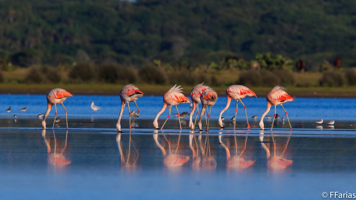 Chilean Flamingo - Fernando Farias