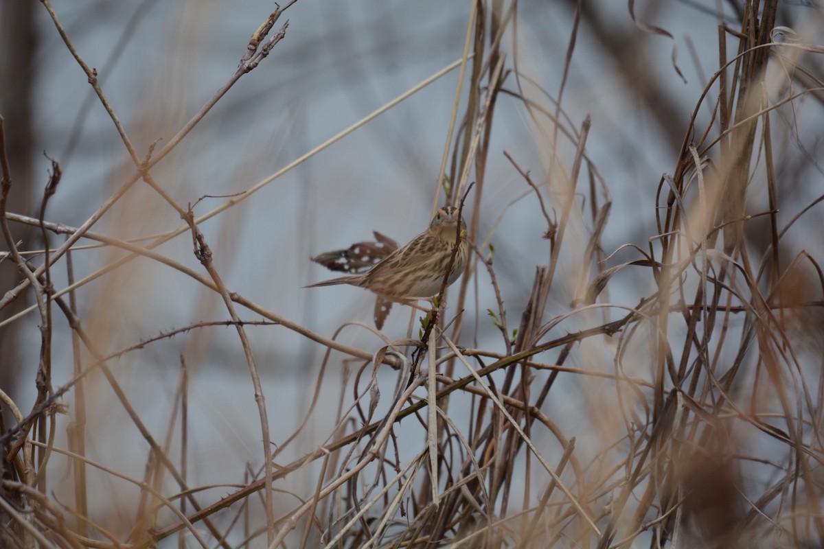 LeConte's Sparrow - Harold Donnelly