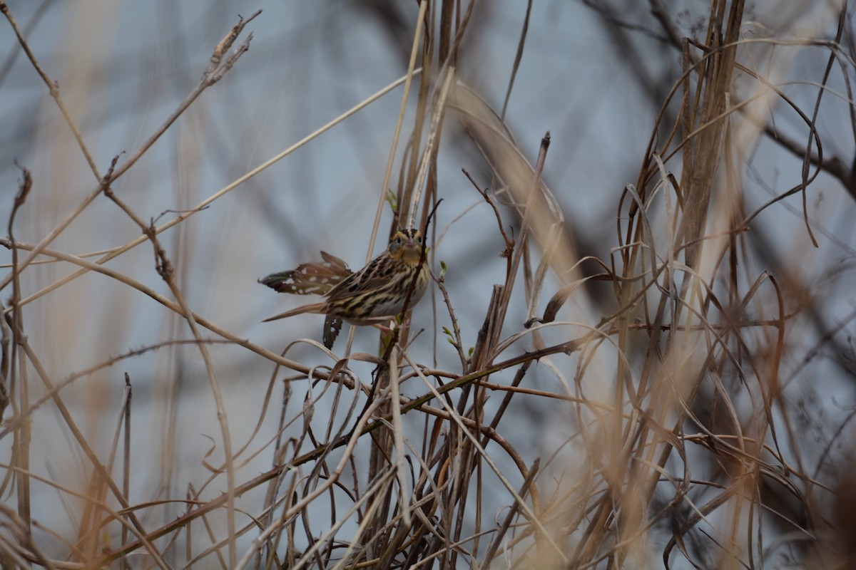 LeConte's Sparrow - Harold Donnelly