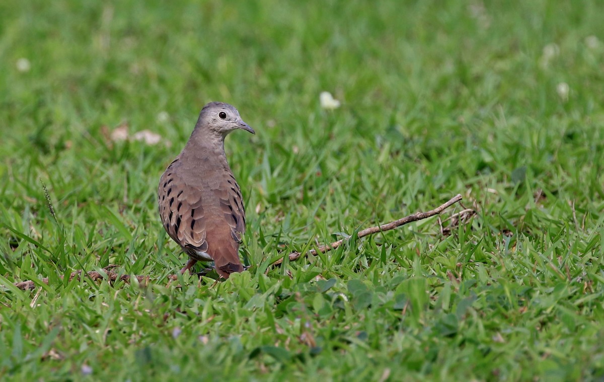 Ruddy Ground Dove - ML86402001