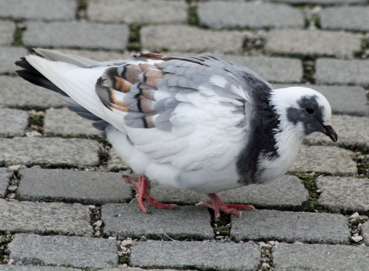 Rock Pigeon (Feral Pigeon) - ML86403621