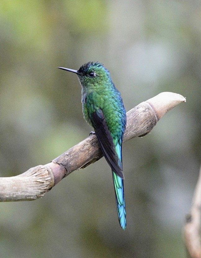 Long-tailed Sylph - ML86403681