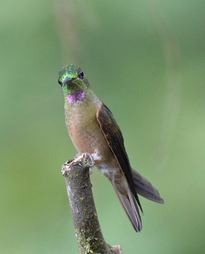 kolibřík hnědobřichý - ML86403931