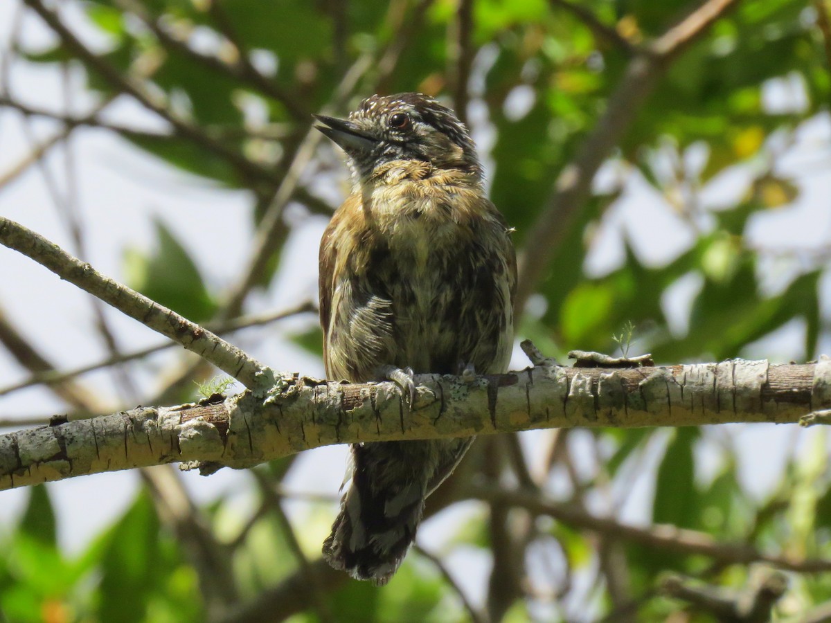Mottled Piculet - Carlos Crocce