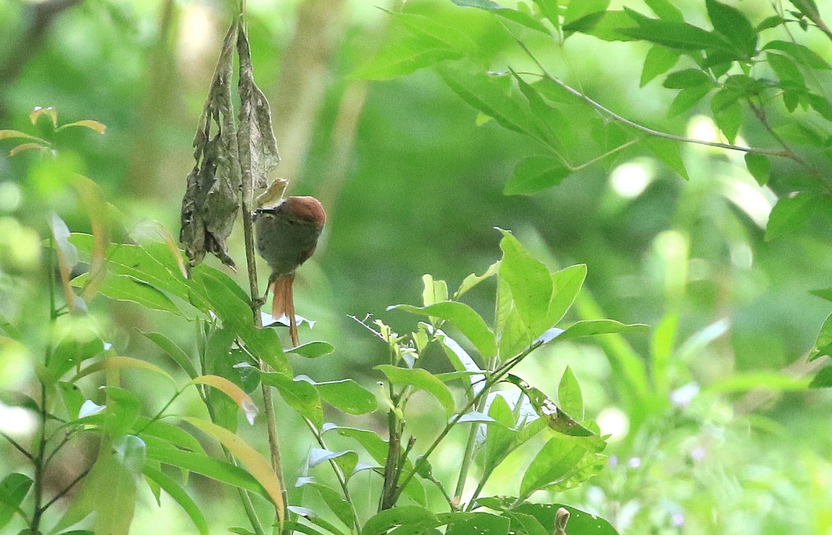 Rufous-capped Spinetail - Patrick MONNEY