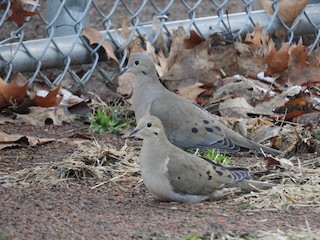 Mourning Dove, ML86405811