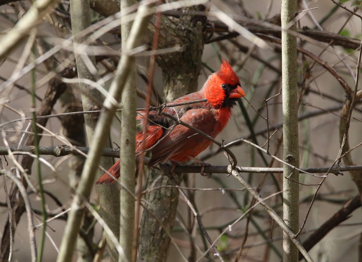 Northern Cardinal - Pair of Wing-Nuts