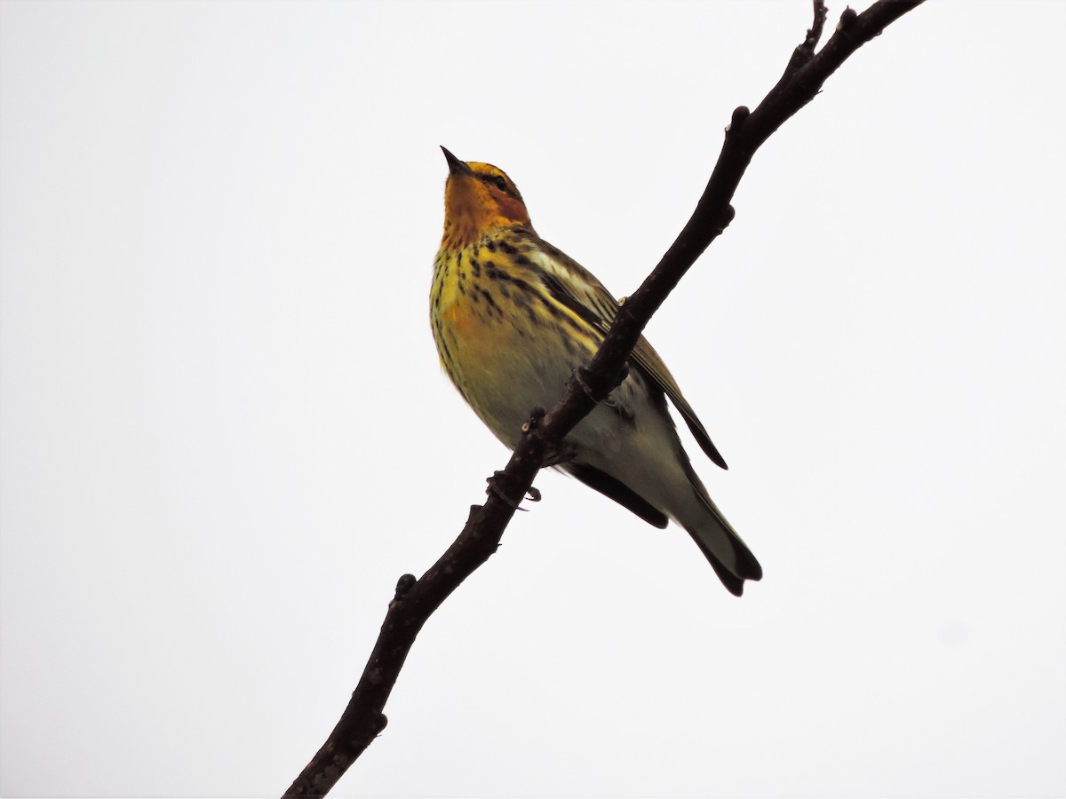Cape May Warbler - ML86407341