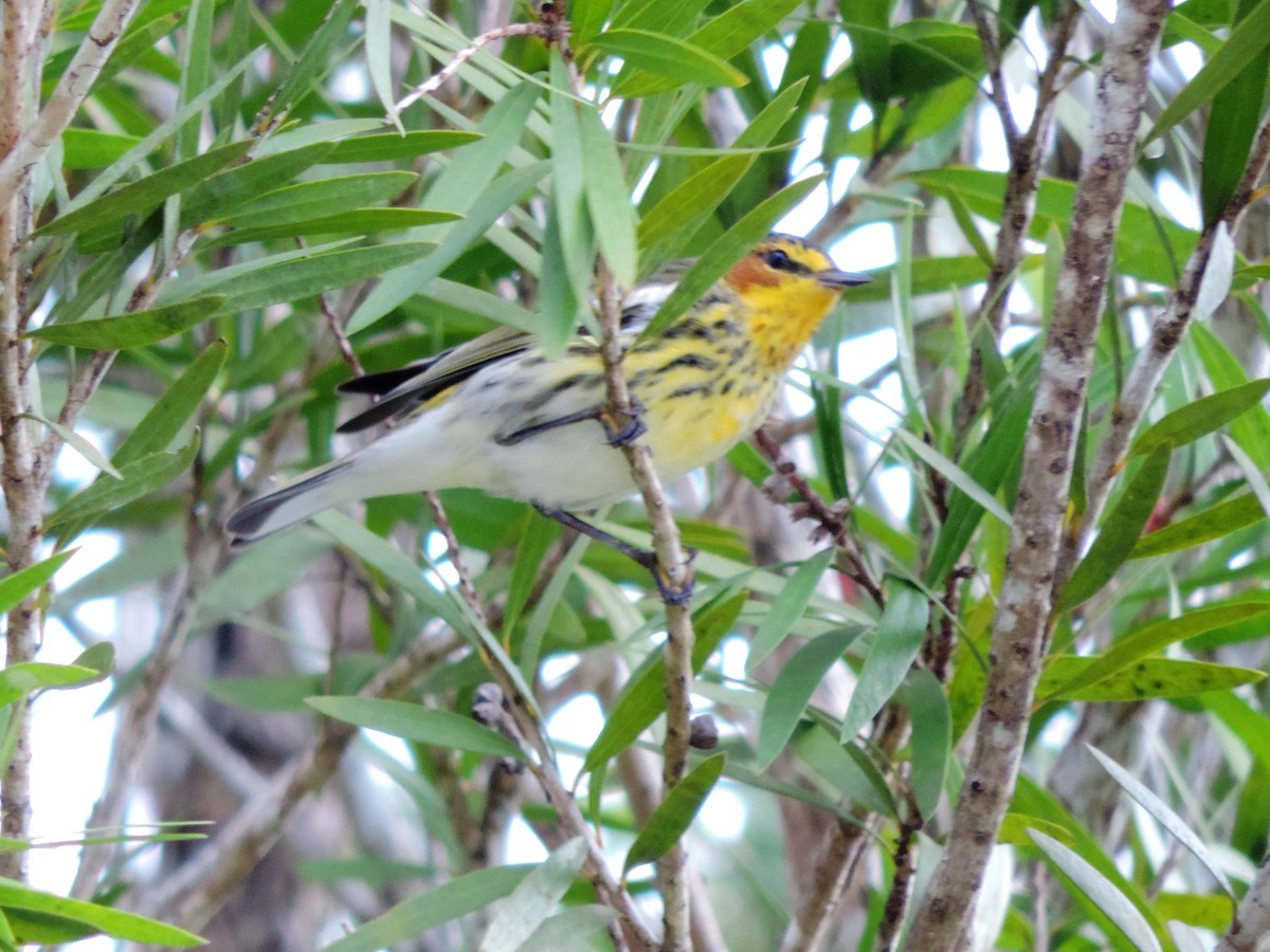 Cape May Warbler - ML86407361