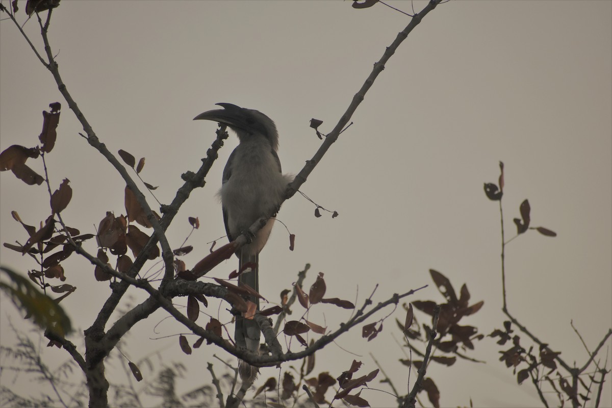 Indian Gray Hornbill - S M  SUNDARAM