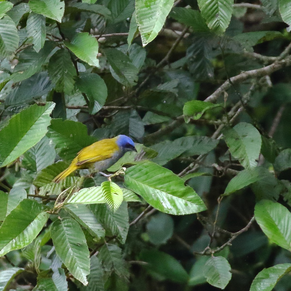Blue-capped Tanager - ML86409781