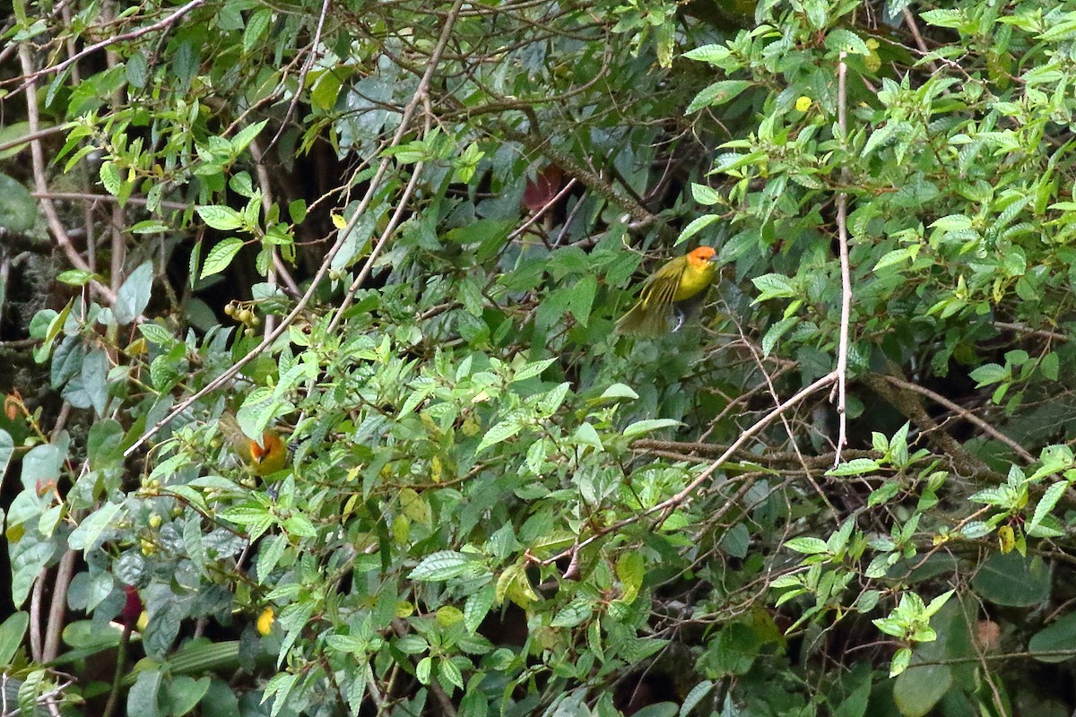 Rust-and-yellow Tanager - ML86409861
