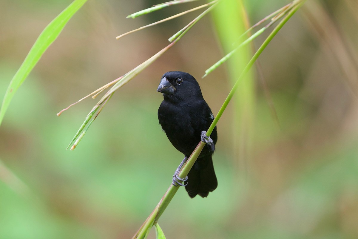 Thick-billed Seed-Finch - ML86410051