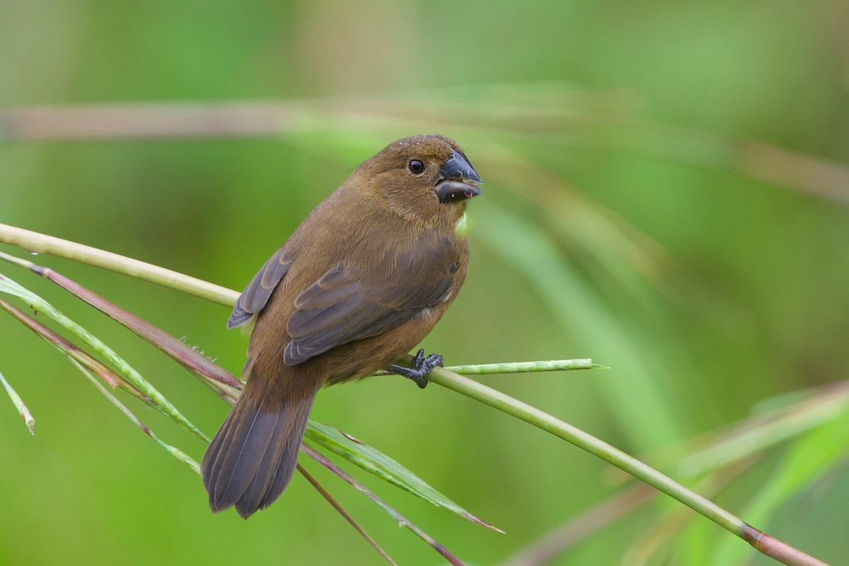 Thick-billed Seed-Finch - Cory Gregory