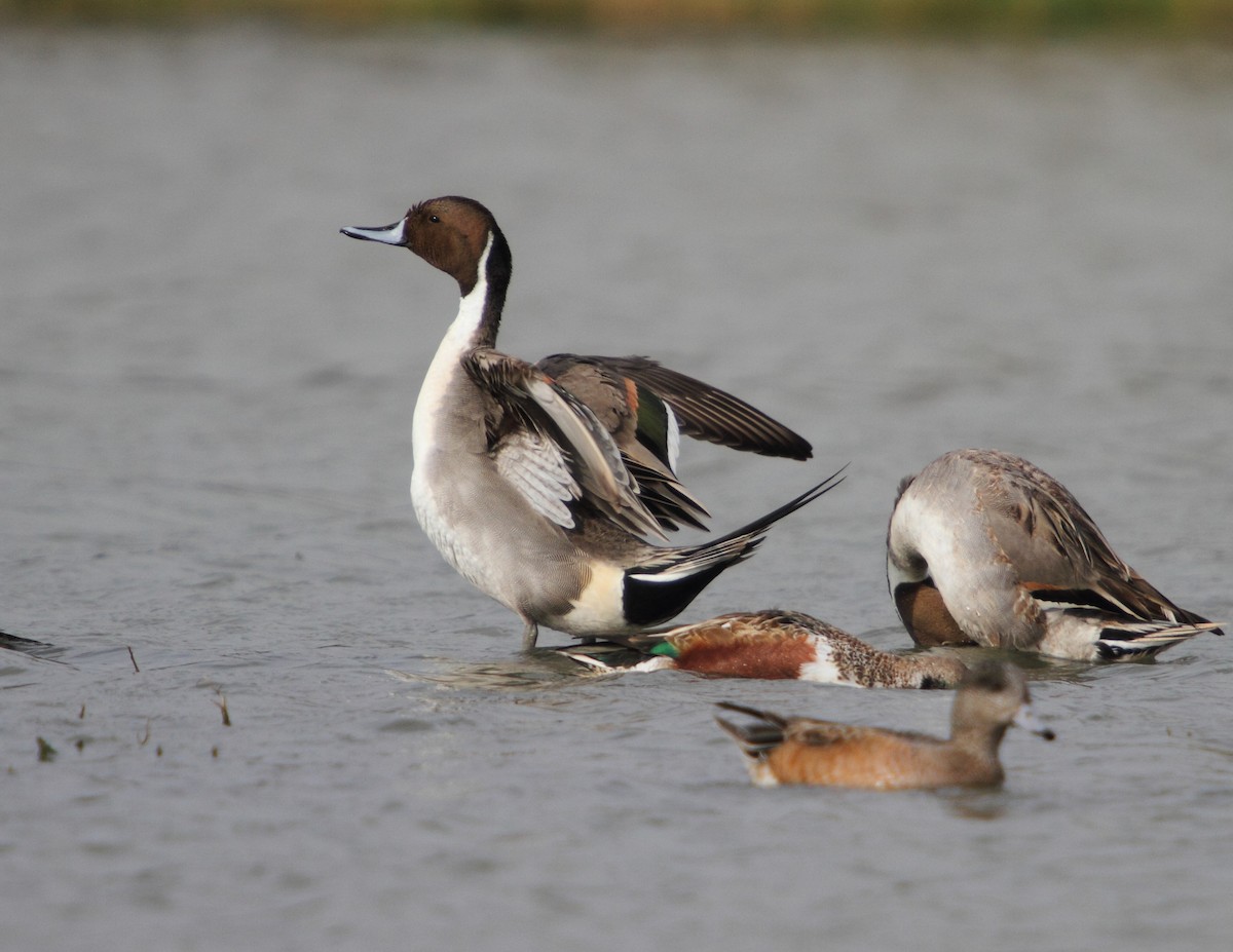 Northern Pintail - Jerry Webb