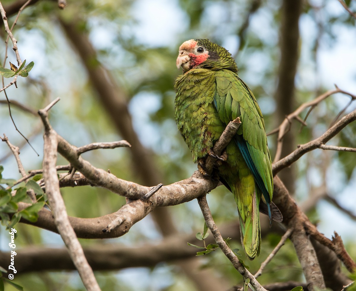 Cuban Parrot - Denny Swaby