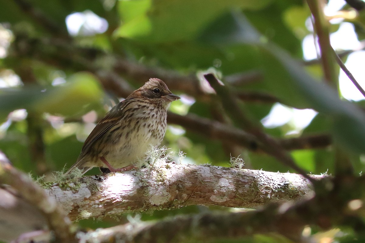 Rufous-collared Sparrow - ML86410451
